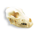 3B Scientific Dog Skull, Replica 1005104